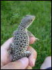 leopard lizard male
