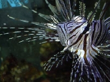 lionfish