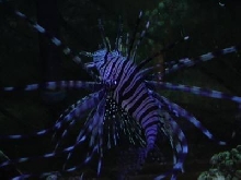 Lionfish night shot