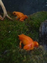 golden mantelas