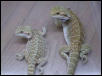 Peach Hypo brothers
