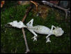 satanic leaftail gecko