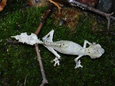 satanic leaftail gecko