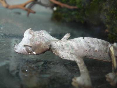 male satanic leaftail