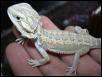 Snow dragon from dragons den