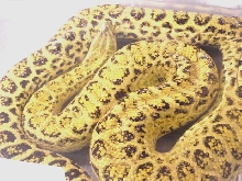hypo yellow anaconda