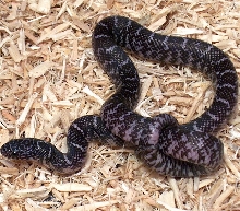 Axanthic