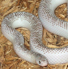 Axanthic Whiteside