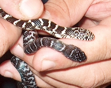 Two Axanthics