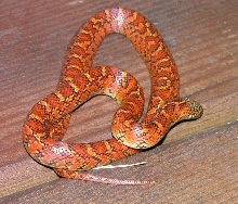 Hypo