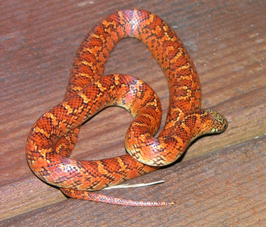Hypo