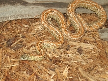Hypo Stripe