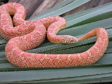 Hypo