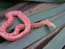 Flamin' Hypo Lavender