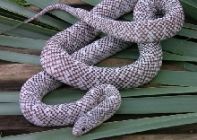 Lemke Axanthic