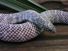 New England Axanthic