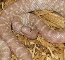 Pearly Snow