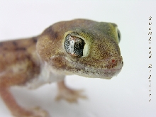 Wonder Gecko