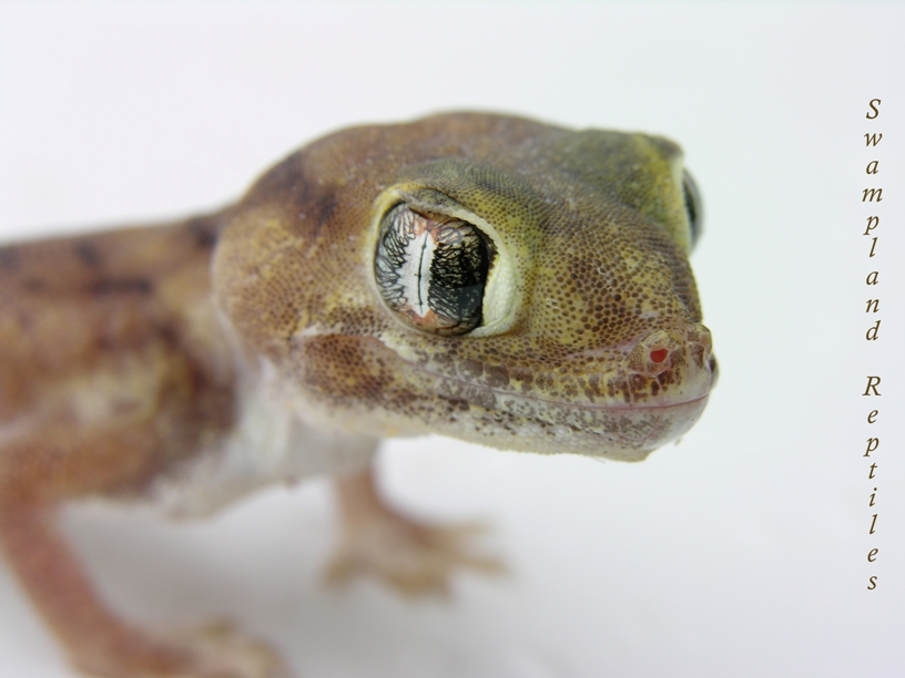 Wonder Gecko