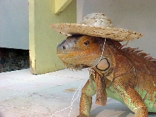 Does this hat make me look taller?