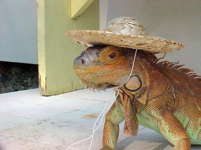 Does this hat make me look taller?