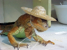 The proper use for a Sombero