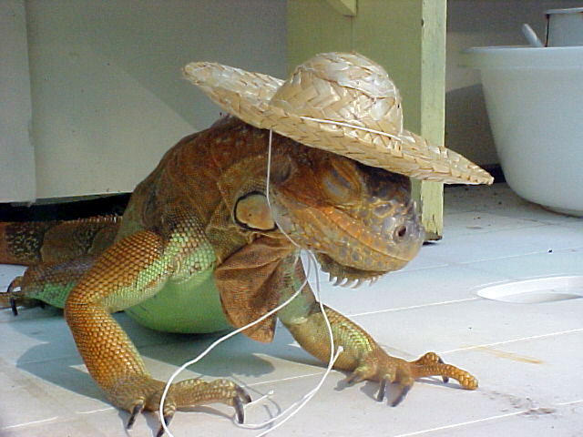 The proper use for a Sombero