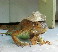 Smile Pardner