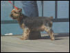 Cooper, our Silky Terrier