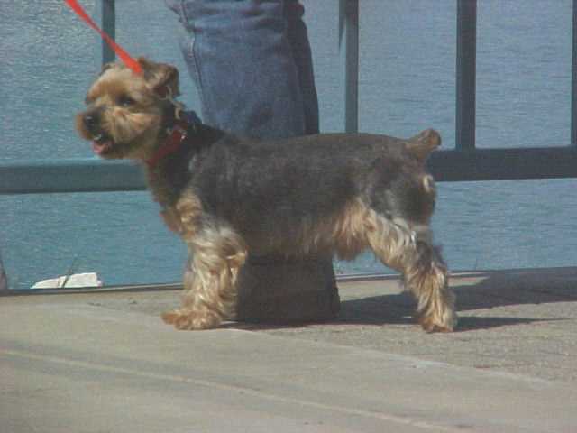 Cooper, our Silky Terrier