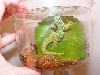 Peacock Day Gecko