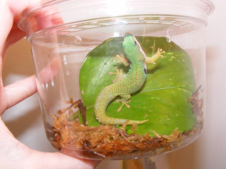 Peacock Day Gecko