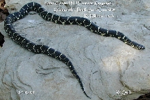 Central NJ eastern kingsnake