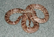 outer banks king