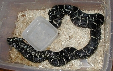 18 month old NJ eastern kingsnakes breeding