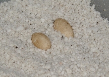 kimberly rock eggs