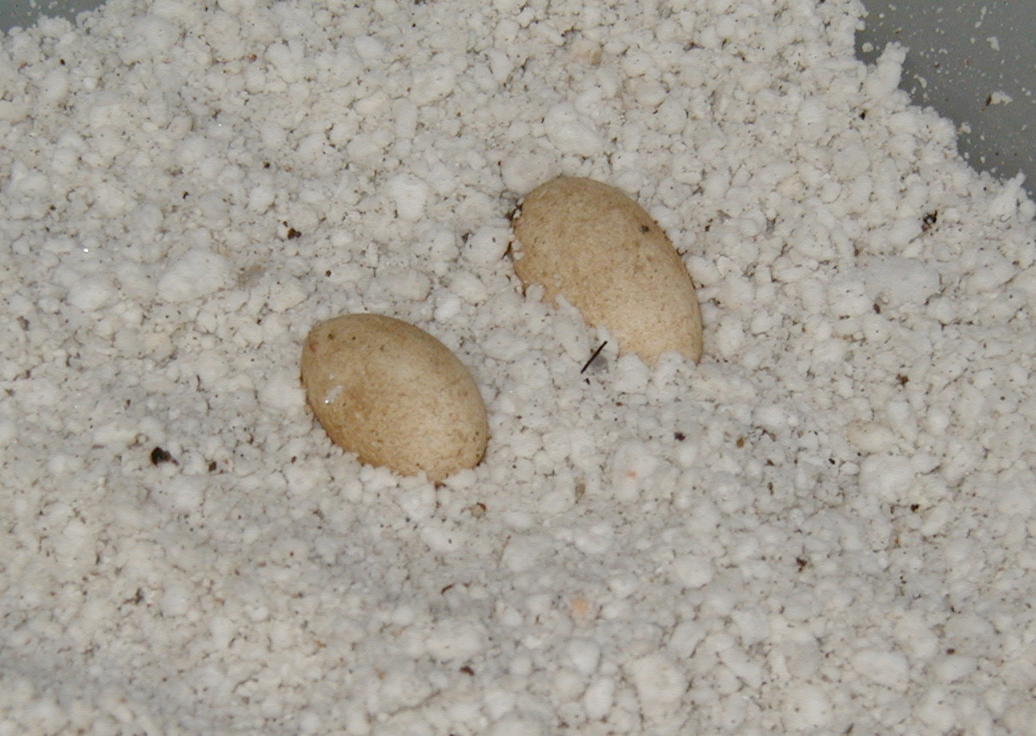 kimberly rock eggs