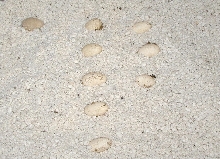 8 kimberley eggs