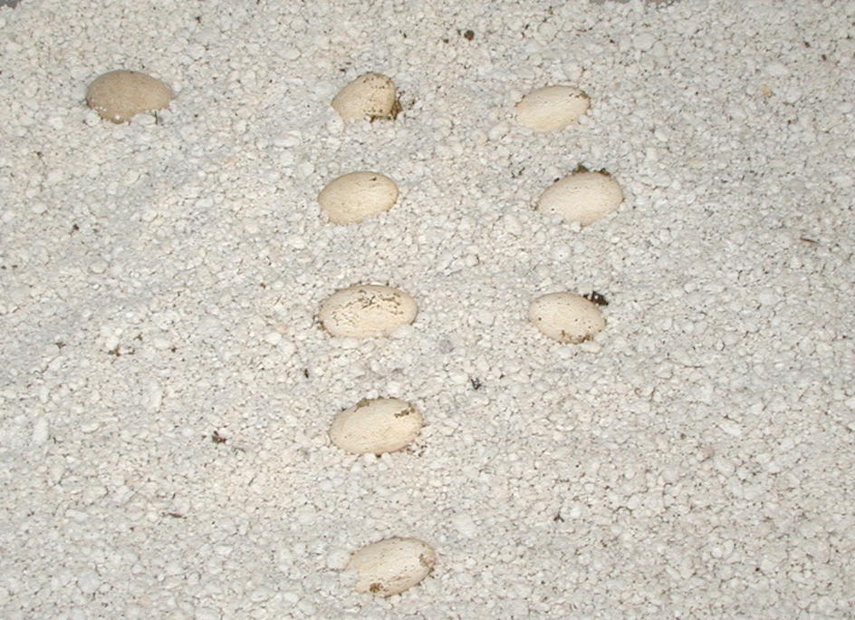 8 kimberley eggs