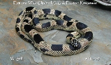 extreme wide banded E. kingsnake