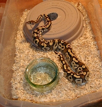 nice mojave ball python