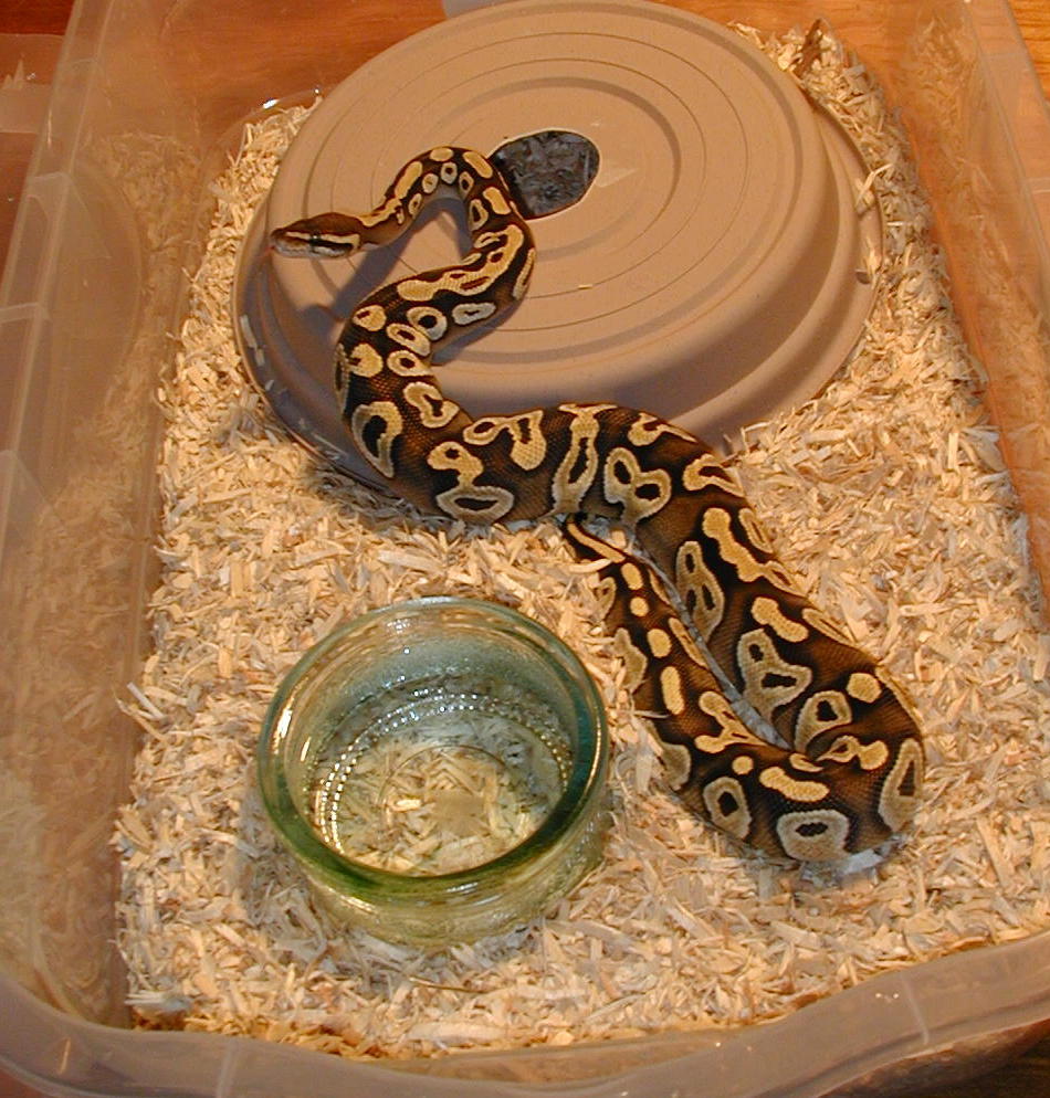 nice mojave ball python