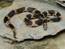 Ga . "flame" E. king