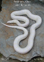 amelanistic albino eastern kingsnake