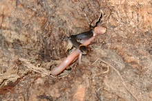 albino N. ringneck snake