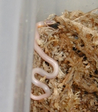 albino n. ringneck eating a guppy