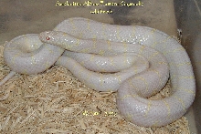another shot of albino eastern