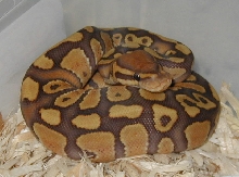 baby caramel albino