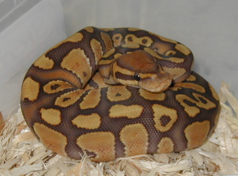 baby caramel albino