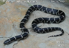 Burlington Co. NJ Eastern Kingsnake